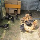 꼬꼬펜션민박 이미지