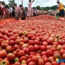 힐링 토마토 사우나 이미지