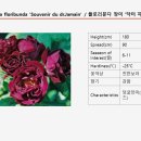 수브니르