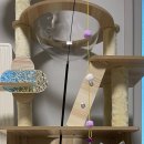 고양이분양 반하나캣 이미지