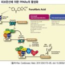 고중성지방혈증 치료제, 페노피브레이트 리피딜슈프라정 160 이미지