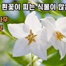 5월에 흰색 꽃이 많이 피는 이유는? 이미지