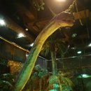 말라위사우루스 이미지