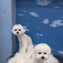 LIKE FRISE 이미지