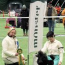 크러쉬 푸들 이미지