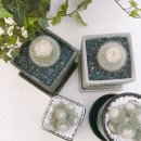 선인장을 부탁해 이미지