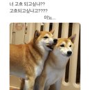 KB국민은행 | 2025년 하반기 KB국민은행 후기 (서합, 필탈)