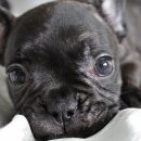 불독하우스 이미지