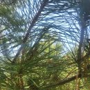 솔잎농장 이미지