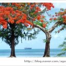 Flametree_ 이미지