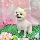 DOG깨비 강아지 미용실 | 경상남도 양산시 DOG깨비 강아지미용실, 연락처, 리뷰, 후기