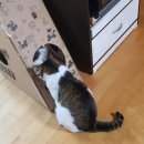 냥아치냥 이미지