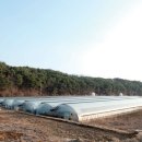 오리농장 이미지