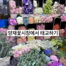 양재꽃시장에서 태교하기👶🏻🌸(양재꽃시장/꽃시세/꽃가격/꽃꽂이)