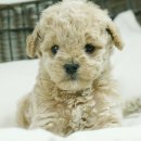 수원-1569 이미지