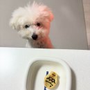 오늘도멍냥 이미지