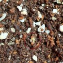 발아 | 집에서 다이소 방울 토마토 키트 키우기 도전 | 발아 후기 전 과정