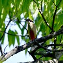 서산의 팔색조(Fairy Pitta) 이미지