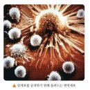일품잎새버섯
