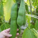 차재명농장 네이버블로그