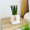 반려식물 원예화분 공예 이미지