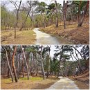 경기도 여주 세종대왕릉 / 괴테의 마을 ('26.3.28) 이미지