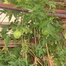 햇살마루목장 이미지