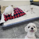 안녕, 상이 친구들! 이미지