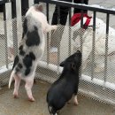 꿀꿀이왕국 | 포천 데이트코스 마이애니멀스토리 평강랜드에만 있는 ‘테디베어소’후기