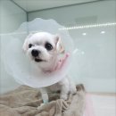 구름동물병원 이미지