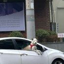 안녕 멈머야 네이버블로그