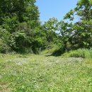 황금빛농장 이미지