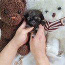 댕스마일 이미지