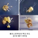 다미셀코스메틱