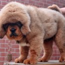 짱오농장 이미지