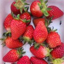 금실농장 | 죽향딸기 맛집 ‘용호네농장’, 금실딸기도 맛있어요! 🍓