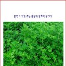 참쑥 의 약재 효능 활용(당뇨,중풍,고혈압)효소 발효액 담그기 이미지