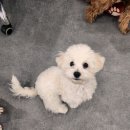 스토리펫 | 🐶 요즘 핫한 화성강아지입소! 댕댕이 맡길 곳 찾는다면 여기 필수 체크! 💖