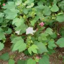 목화자원 이미지