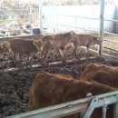 필승목장 이미지