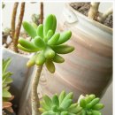 청솔메디 이미지