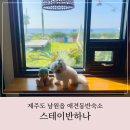 스테이반하나 | 가성비 좋았던 남원애견동반숙소 스테이반하나