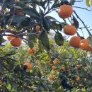 리나농장 이미지