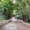 숲속 이미지