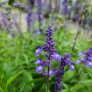 블루세이지 이미지