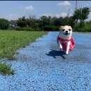 고려동물메디컬센터 이미지