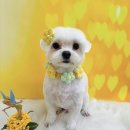 구미산동 애견미용 눈부시개 이미지