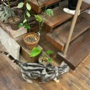 [부산 수영구] 숲 속에 온 듯한 감성적인 공간, 고양이가 있는 카페 ‘그린 노마드’ 🌿🐱