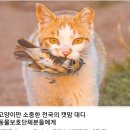 올해 마라도에 처음으로 상륙한 뿔쇠오리 "고양이에 먹혔다" 이미지