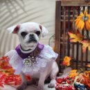 예쁜 애견 미용 이미지